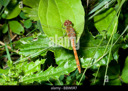 Gemeinsamen Darter Libelle (Sympetrum Stiolatum) männlich, Kent, UK. Stockfoto