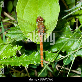 Gemeinsamen Darter Libelle (Sympetrum Stiolatum) männlich. Kent, UK. Stockfoto