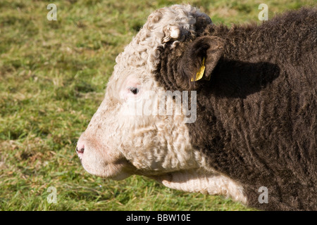 Junge Hereford Steer. Das lockige Fell bedeckt Kopf von einem irischen Hereford Steer. Mullaghmore, Sligo, Irland Stockfoto