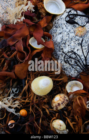 Algen und Muscheln am Strand auf die Isles of Scilly England UK Stockfoto