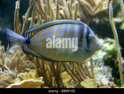 Desjardins Segelkärpflinge Tang Zebrasoma Desjardinii Fisch Stockfoto