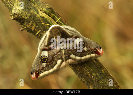 Eine weibliche Kaiser-Motte - Saturnia pavonia Stockfoto