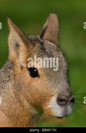 MARA oder patagonische Hase (Dolichotis Patagonum) stammt aus Südamerika. Stockfoto