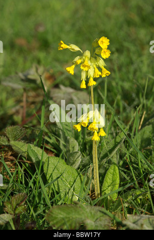 Schlüsselblumen - Primula veris Stockfoto