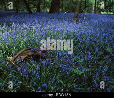 Glockenblumen, Southweald Park, Essex, UK Stockfoto