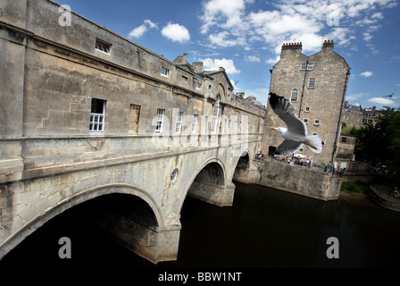 Möwe im Flug durch den Historic Pulteney Bridge in Bath, Großbritannien gefangen. Stockfoto