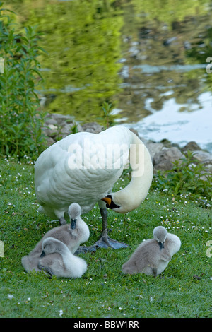 Drei Höckerschwan Cygnus Olor Cygnets putzen neben Eltern auf der Liegewiese direkt am See, nachdem am frühen Morgen in Lake Kew Gardens zu ernähren Stockfoto