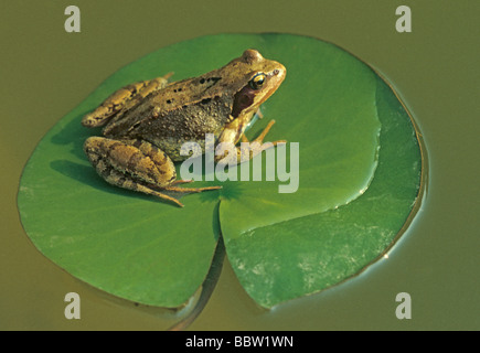 Gemeinsamen Frosch auf Seerosenblatt Rana temporaria Stockfoto