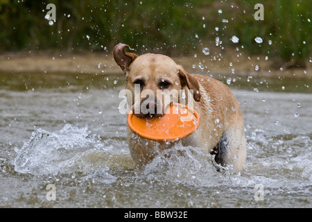 Labrador mit einer Frisbee im Wasser Stockfoto