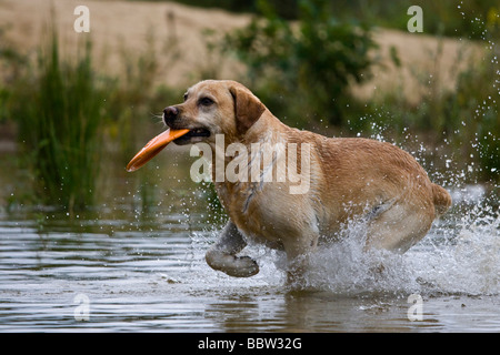 Labrador einen Frisbee aus dem Wasser holen Stockfoto
