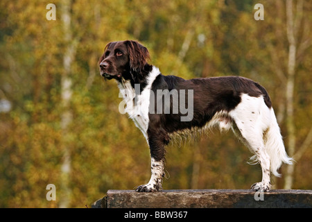 Kleiner Münsterlander, stehend Stockfoto