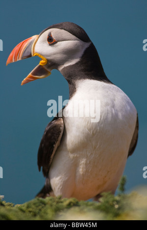 Papageitaucher (Fratercula Arctica) stehend auf Klippe Berufung Stockfoto