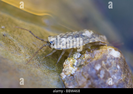 Meer Slater (Ligia Oceanica) am Rande der Gezeiten Felsenbad Stockfoto