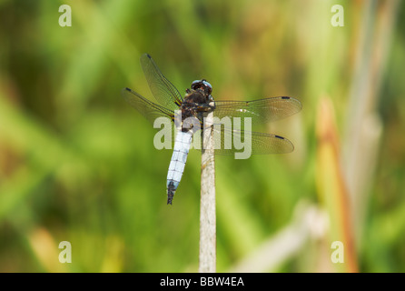 Knappen Chaser Libelle auf einen kleinen Zweig mit Blick auf ein Röhricht Stockfoto