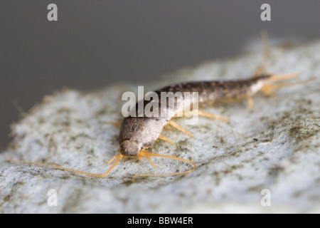 Silberfischchen (Lepisma Saccharina) auf einen Eierkarton Stockfoto