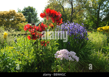 Mohn und Iris in einem typisch englischen Garten am East Lambrook Manor Gardens, South Petherton Somerset von Margery Fish Stockfoto