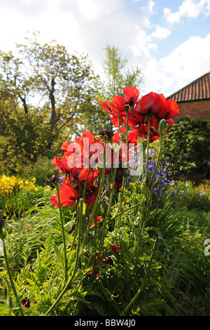 Mohnblumen in einem typisch englischen Garten am East Lambrook Manor Gardens, South Petherton Somerset entworfen von Margery Fish Stockfoto