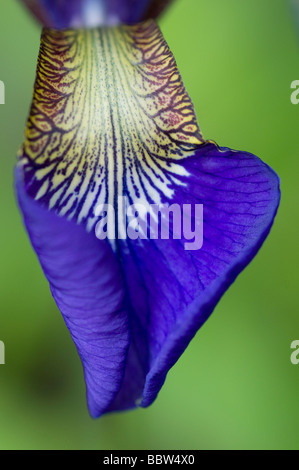 Purple Iris Blume Blütenblatt Nahaufnahme Stockfoto