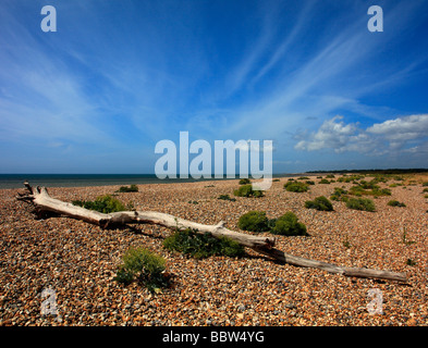 Treibholz Littlehampton West Sussex England UK Stockfoto