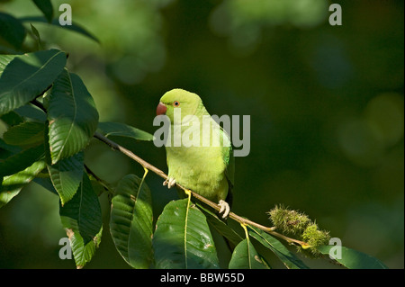 Ring-necked Parakeet geflohen waren hocken in süßen Kastanie Castanea sativa Stockfoto