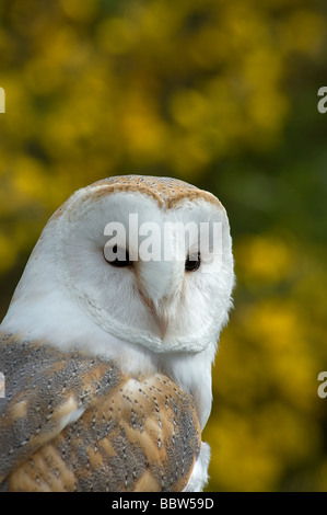 Schleiereule Tyto Alba mit blühenden Ginster Frühling UK Stockfoto