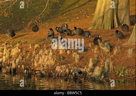 Eurasische Blässhühner Fulica Atra putzen am Ufer unter Taxodium Luftwurzeln nach der Fütterung an einem kalten Wintermorgen Stockfoto