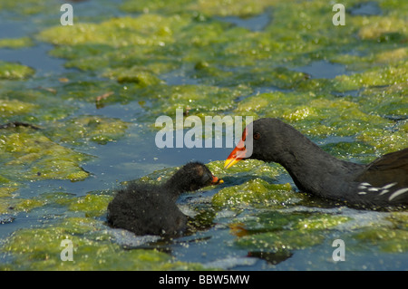 Moorhen Gallinula Chloropus Küken um Essen betteln Stockfoto