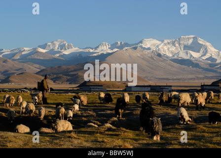 Tibetische Hirte mit Schafherde vor dem schneebedeckten Berg Cho Oyo, 8112 m, in der Hochebene von Tingri mit Tibet buildi Stockfoto