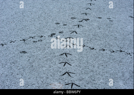 Kreuzung traf Wildfowl Spuren auf Schnee bedeckten Eis Stockfoto