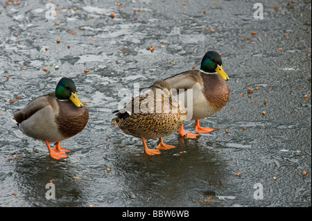 Mallards Anas Platyrhynchos zwei Erpel eine Ente auf vereisten See in Kew Gardens Stockfoto