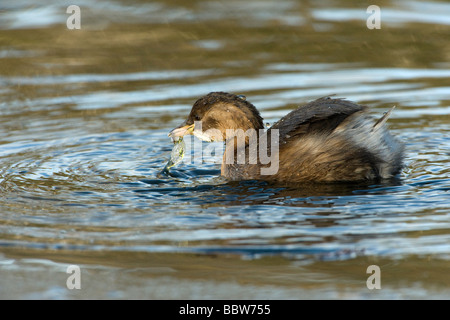 Dabchick oder wenig Grebe Tachybaptus Ruficollis Oberflächen aus dem See in Kew Gardens mit eine Larve Alge Stockfoto