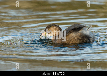 Wenig Grebe oder Dabchick mit Libelle Larve Alge Stockfoto