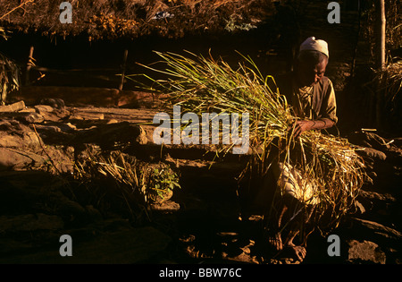 Älterer Bauer sammelt ein Bündel von Schilf in seiner Hanglage Farm in Gorkha Dorf von Rip, Zentral-Nepal Stockfoto