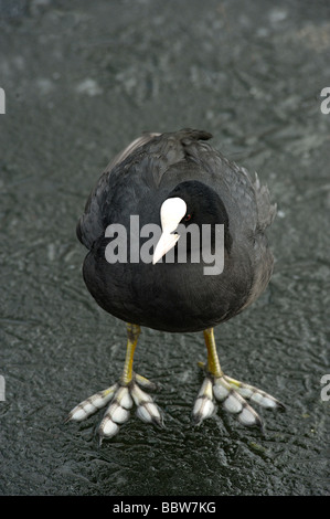 Eurasische Blässhuhn Fulica Atra stehen auf dem Eis gelappt Füße Stockfoto