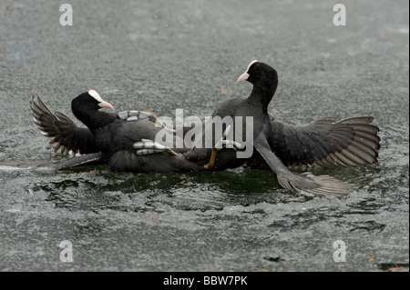 Blässhühner Fulica Atra kämpfen auf dem Eis im winter Stockfoto