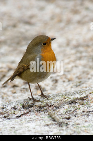 Rotkehlchen Erithacus Rubecula aufgeplustert auf schneebedeckten Boden Stockfoto