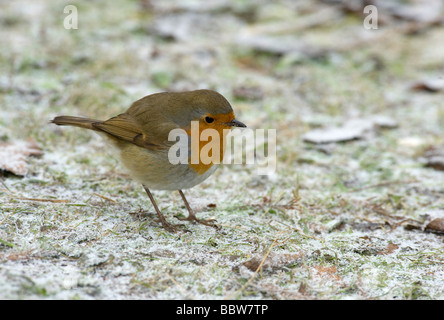 Rotkehlchen Erithacus Rubecula aufgeplustert auf schneebedeckten Rasen Stockfoto