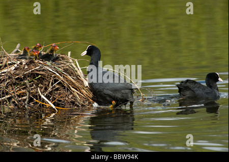 Eurasische Blässhuhn Fulica Atra Küken auf Nest sichtbar, wie Eltern umstellen Stockfoto