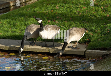 Zwei nach unten ein auf Kanada Gänse Branta Canadensis trinken Stockfoto