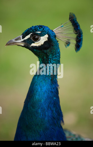 Männlicher Pfau Kopf mit Haube Stockfoto