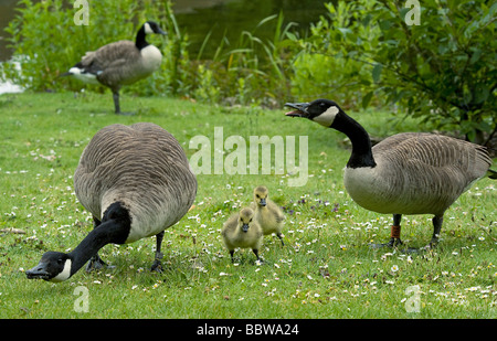 Kanada Gänse Branta Canadensis rief zur Abwehr von Eindringling Sciurus Carolinensis von frisch geschlüpften Gänsel nähert sich Stockfoto