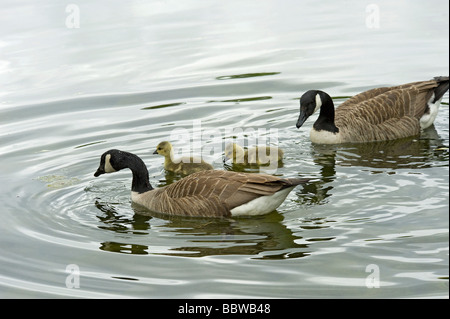 Kanada Gänse Branta Canadensis Familie Eltern und Gänsel auf dem Wasser Stockfoto