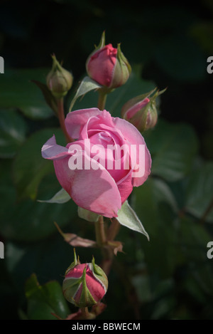 Englische rose Constance Spry von David Austin Baumschulen Stockfoto