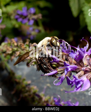 Biene Blütenstaub über Silvia Blumen sammeln Stockfoto