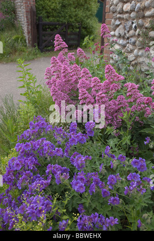 Am Straßenrand Blumen im Cottage Garten Norfolk UK Stockfoto