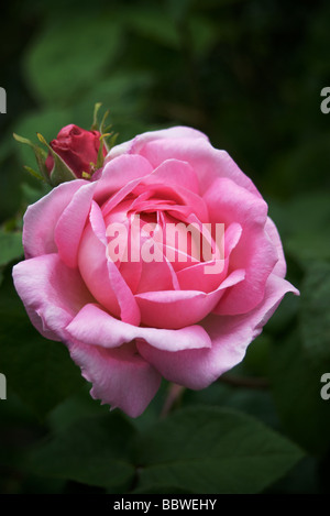 Englische Rose Constance Spry von David Austin Baumschulen Stockfoto