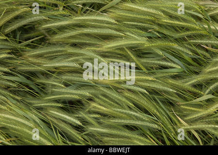 Wand Gerste Grass Hordeum murinum Stockfoto