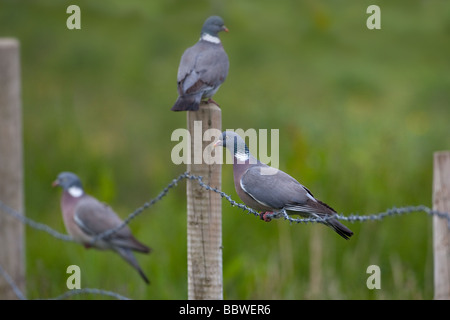 Ringeltauben Columba Palumbus thront auf Zaun Stockfoto