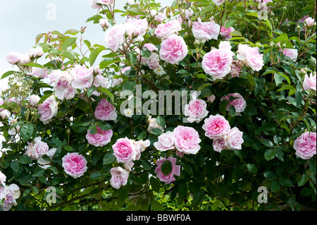 Rose Blarii Nummer"zwei" Stockfoto