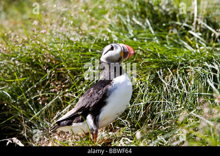 Papageientaucher in seinem natürlichen Lebensraum. Borgarfjörður Eystri, Island. Stockfoto